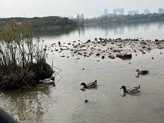 -海珠湖公园