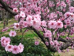 -无锡梅园公园