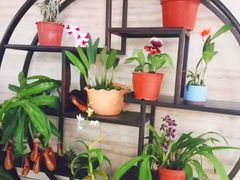 -南山植物园