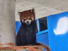-栾川竹海野生动物园