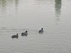 -皇家御河游(紫御湾码头)