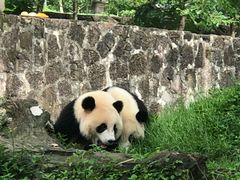 -都江堰中华大熊猫苑