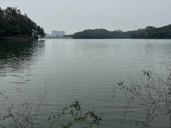 -中山市树木园