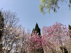 -石家庄市植物园