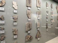 -辽宁古生物博物馆