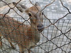 -长白岛森林公园