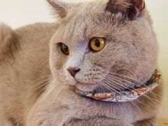 -猫にゃん · 猫的隐藏屋猫咖(麦地旗舰店)