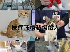 -艾贝尔宠物医院·24H转诊中心·肿瘤猫专科(江宁双龙店)