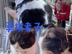 -海边的猫和咖啡馆