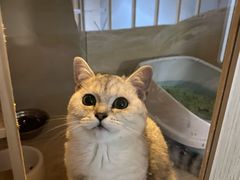 -lincat·猫舍(广州店)