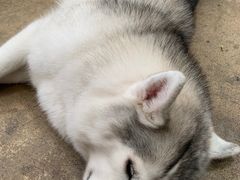 -TrueLove @ Neverland (Husky Cafe)