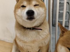 -是阿柴呀！柴犬咖啡·爱喵喵猫咖