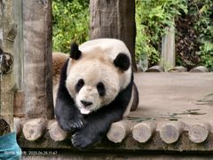 -中国大熊猫保护研究中心雅安碧峰峡基地