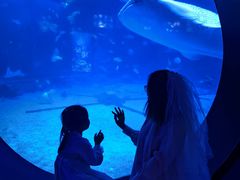 -烟台海昌鲸鲨海洋公园