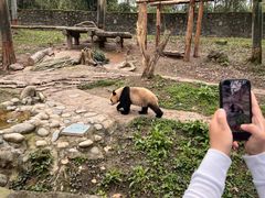 -都江堰中华大熊猫苑