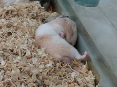 -怪兽屋·羊驼·猫咖·狗咖(俊华广场店)