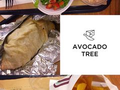 -油梨树 AVOCADO TREE(亮马桥店)