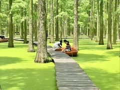 -渌洋湖湿地公园