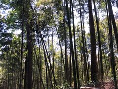 -莫干山风景区