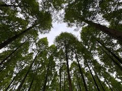 -黄海国家森林公园