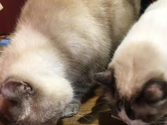 -猫色咖啡·猫咖