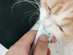 -喵园·猫主题咖啡厅·撸猫·猫咖(国贸店)