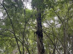 -中国科学院西双版纳热带植物园