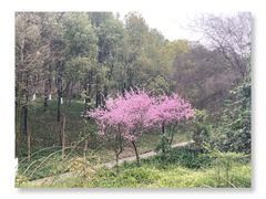-重庆彩云湖湿地公园