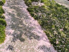 -高东镇樱花园
