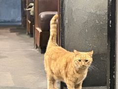 -肥仔文澳门猪骨煲(南京西路店)