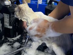 -爱佳宠物中心医院·骨外科·猫专科·急重症(瑶海万达店)