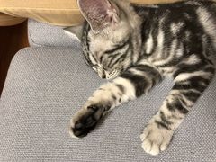 -猫大福·Fortune Cat猫舍(百子湾店)