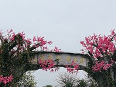 -天适樱花悠乐园