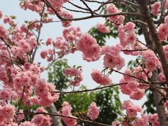 -天适樱花悠乐园