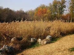 -马家湾湿地公园