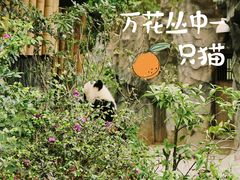 -成都大熊猫繁育研究基地