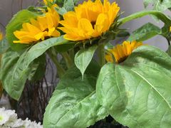 -何兮花店·气球派对鲜花店(马桥银春路万科城店)