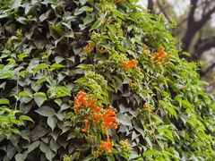 -桃花涧