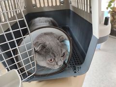 -喜多萌中农锦绣动物医院24H·猫科·牙科MRI·CT