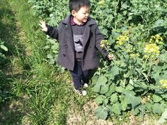 -田园东方蜜桃村的田野营地
