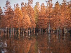 -白鹭湾湿地公园