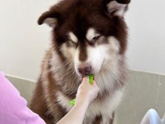 -Let's go狗咖·猫咖·奶狗·桌游(春熙路IFS店)