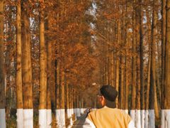 -合肥滨湖国家森林公园