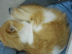 android_upload_pic-喵的天空名猫咖啡馆·撸猫·猫舍·用品