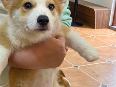 -柯斗斗主题餐厅·狗咖·围炉煮茶·茶饮(国瑞升平里店)