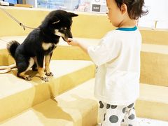 -柴务处·柴犬主题狗咖