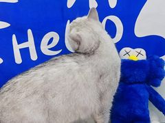-爱洗澡的猫(望京店)