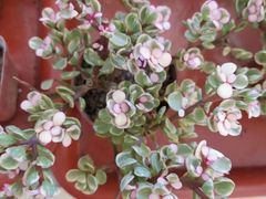 -兴芮温泉度假区