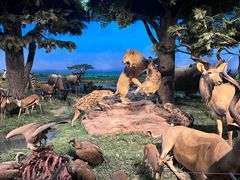 -国家自然博物馆