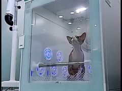 -爱洗澡的猫(望京店)